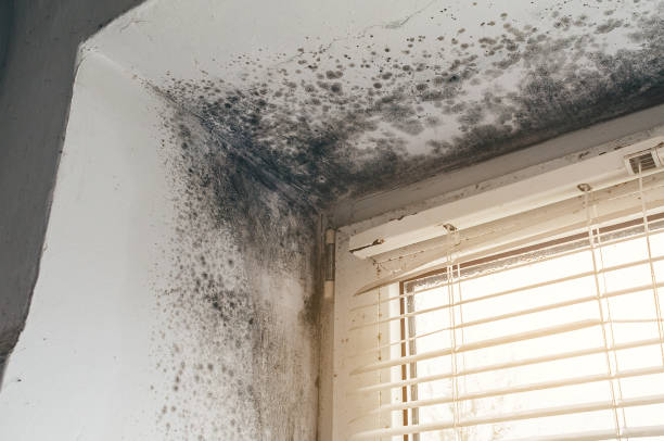 Affordable Hvac And Air Duct Mold Remediation solutions in Freeport, IL